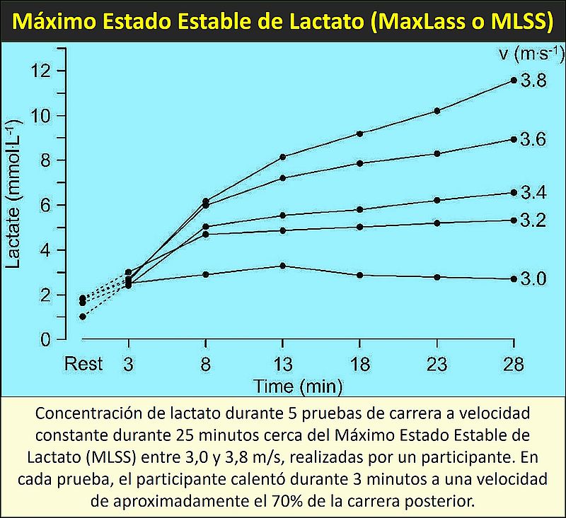 Máximo Estado Estable de Lactato, MaxLass o MLSS por Heck y Wackerhage, lactatepro.es